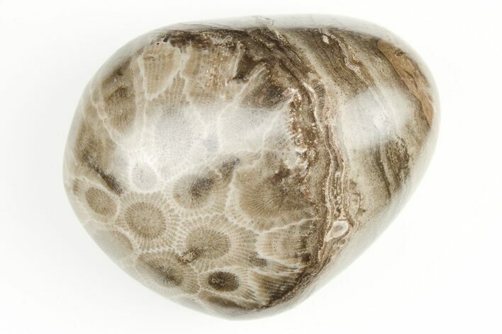 2.45" Polished Petoskey Stone (Fossil Coral) - Michigan